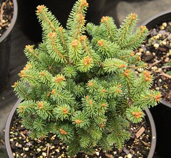 Abies balsamea 